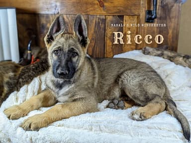 German Shepherd named Ricco