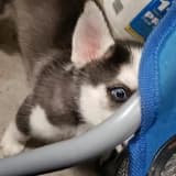 shy husky