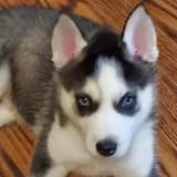 husky puppy