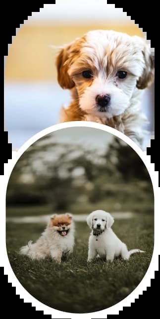 pet shipping Evans, GA