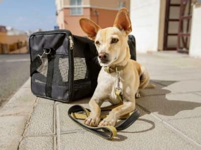 Choosing a pet transport driver