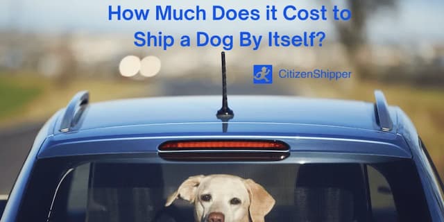 Cost to Ship a Dog