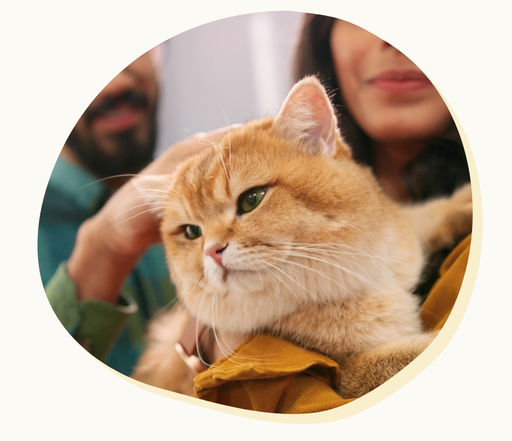 wife and husband holding cat