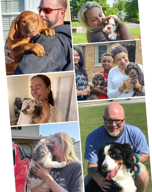 Pet Transport Service Pet Shipping Pet Relocation CitizenShipper