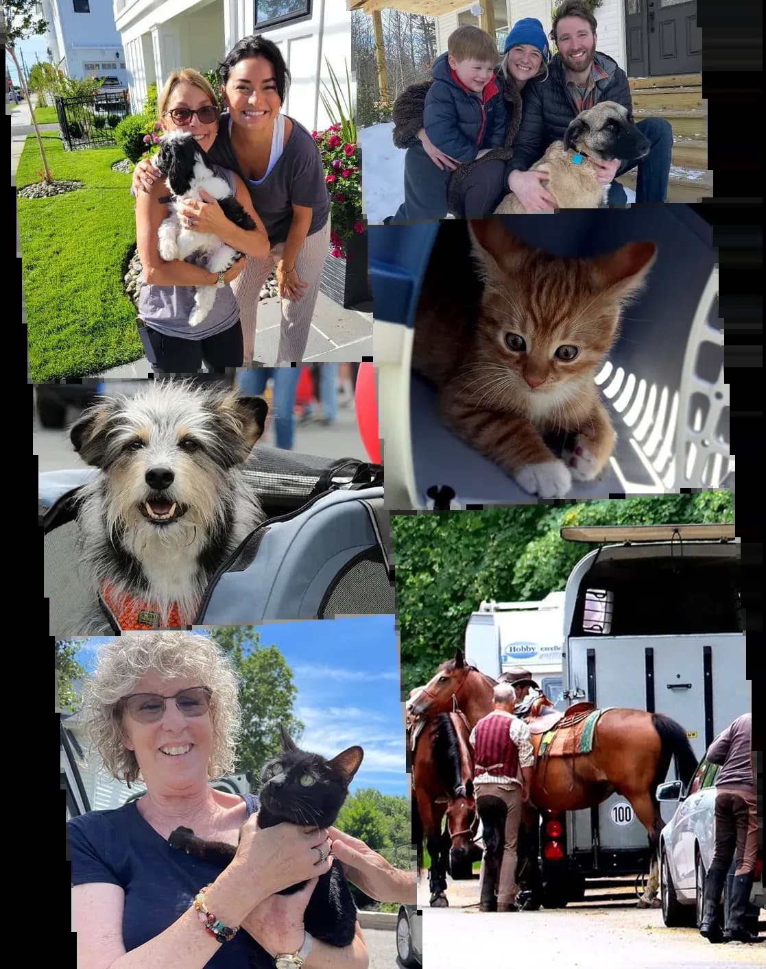 Happy families meeting with their  animals delivered to their doorstep.