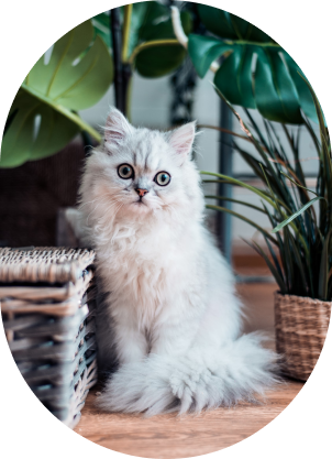 white cat close up