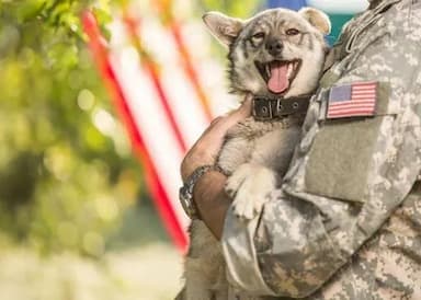 military dog being transported