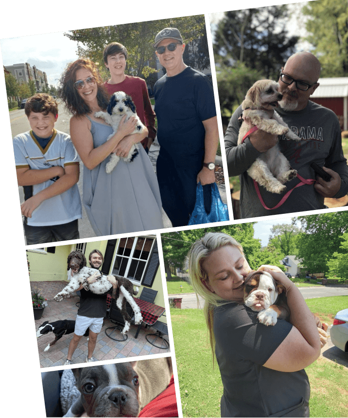 Pet Shipping New York, NY - Safe and Reliable Pet Transport Service