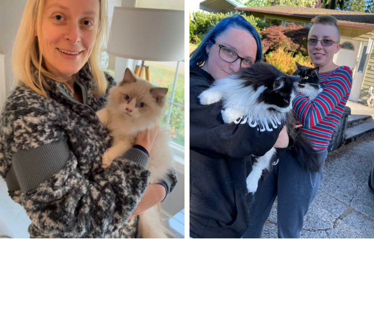 cat transportation
