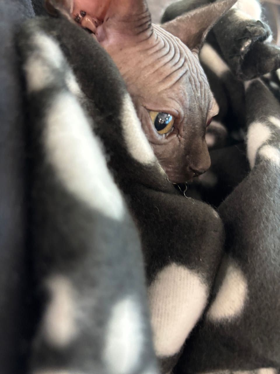 Pet travel photo 2