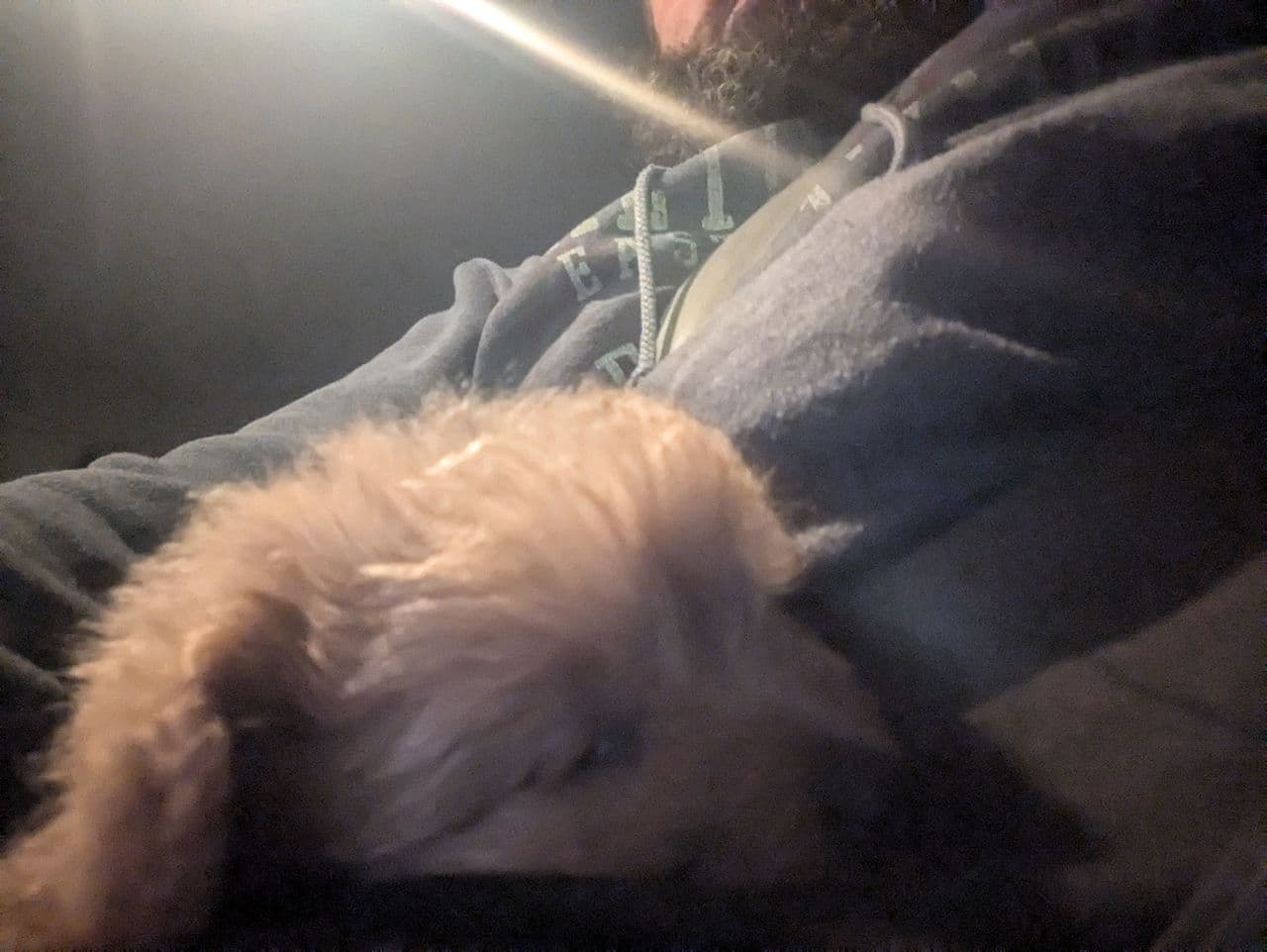 Pet travel photo 5