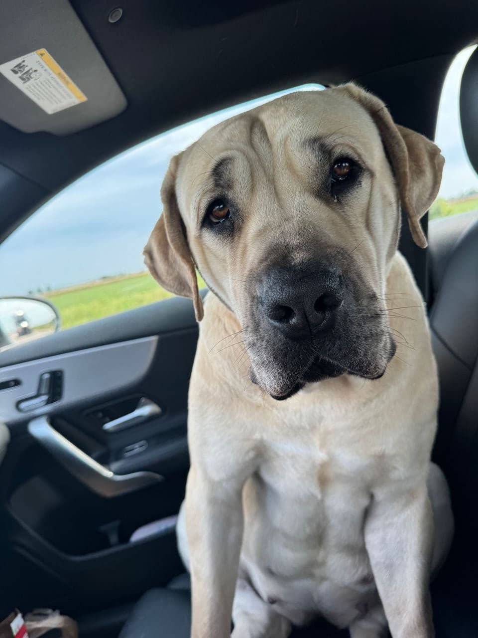 Pet travel photo 1
