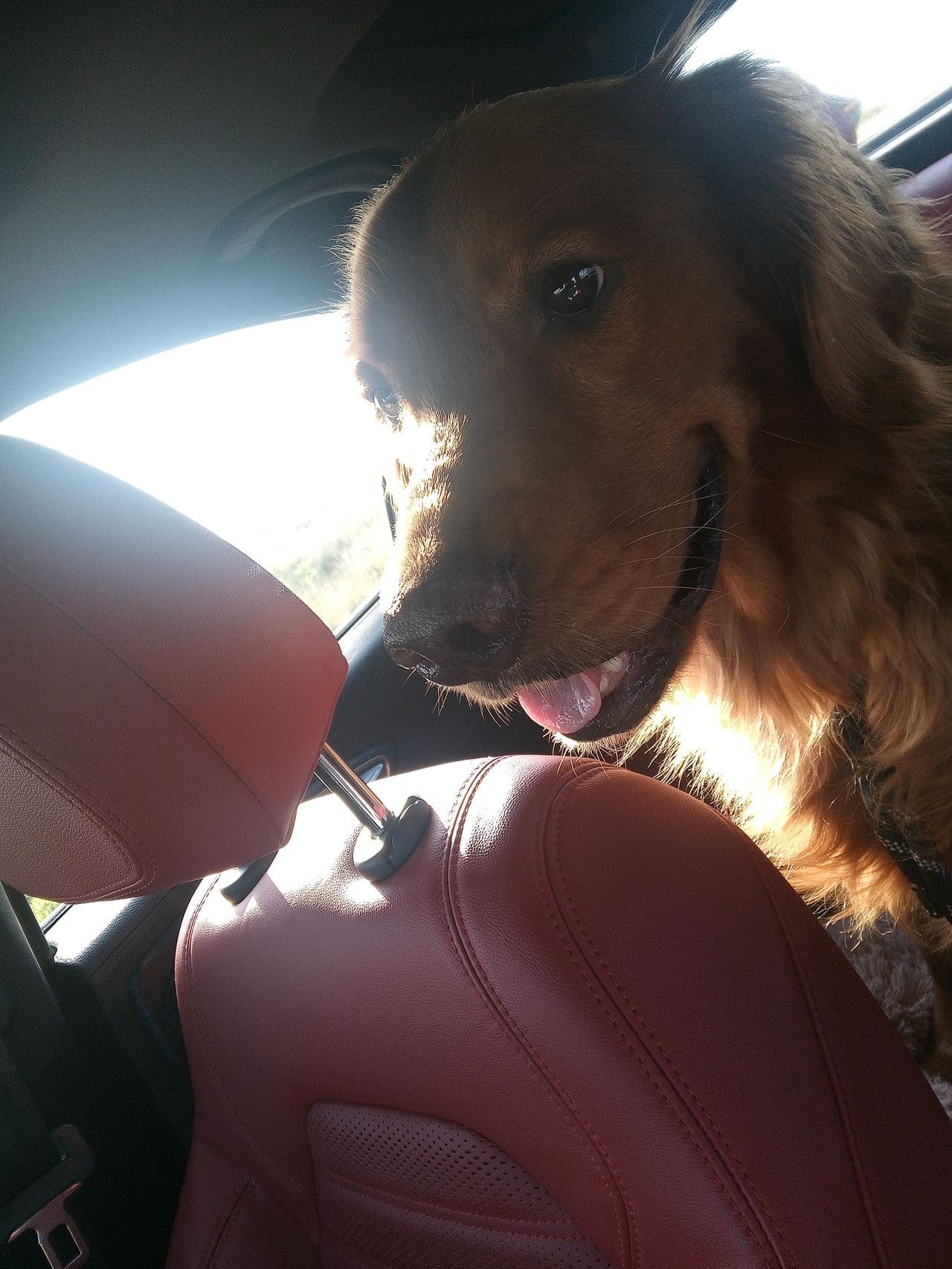 Pet travel photo 4