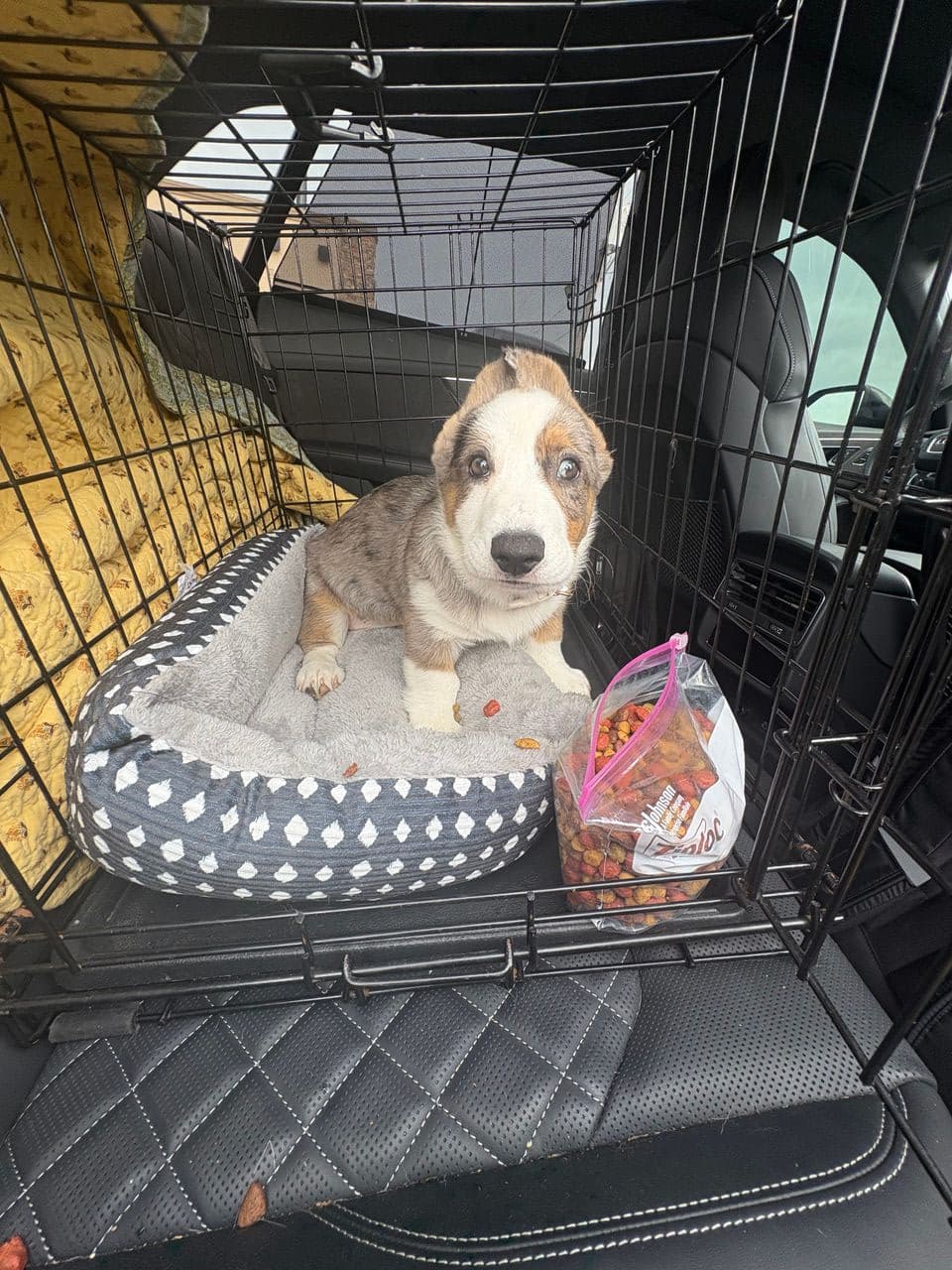 Pet travel photo 1