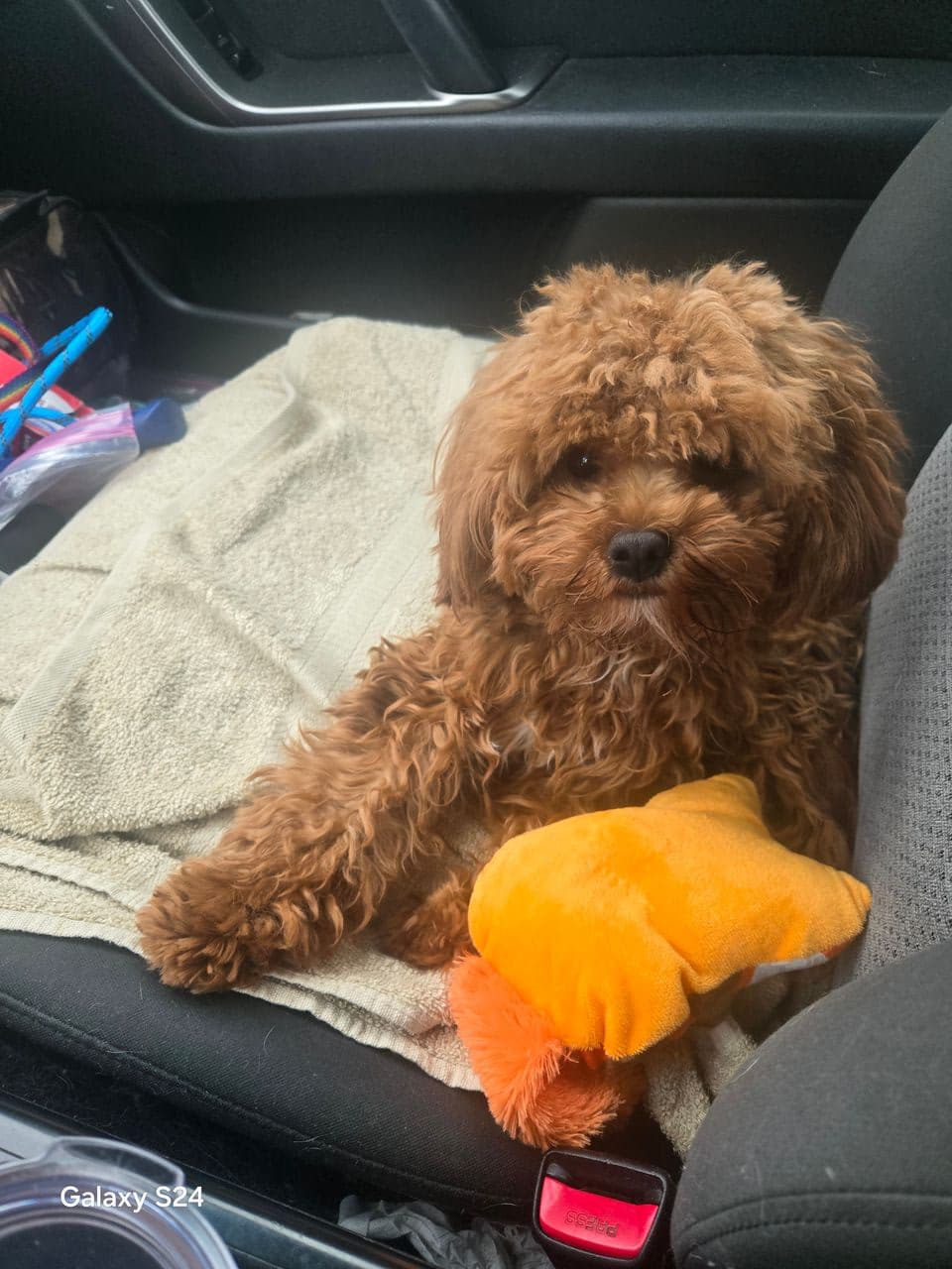 Pet travel photo 4