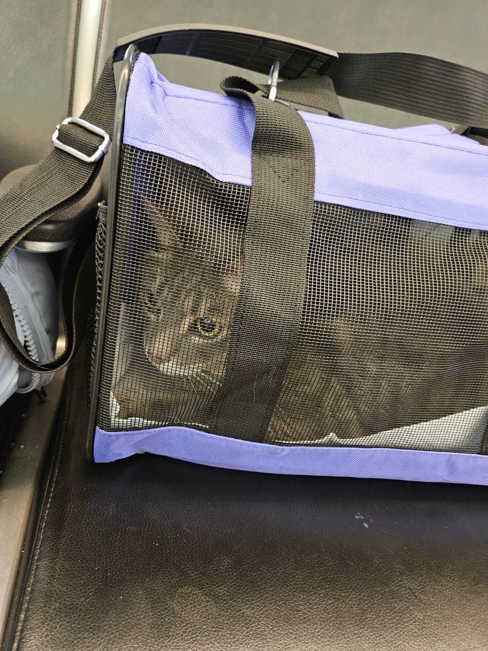 Pet travel photo 3