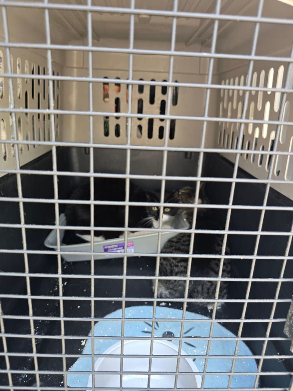 Pet travel photo 6