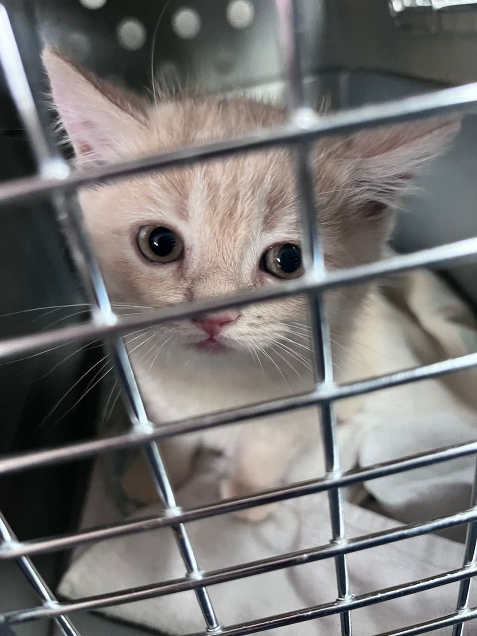 Pet travel photo 4