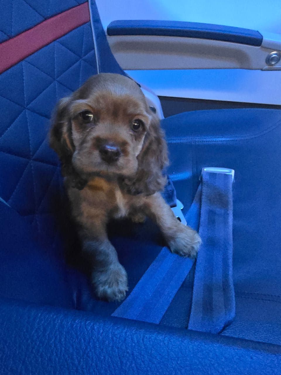 Pet travel photo 3