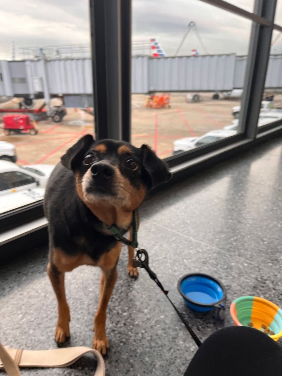 Pet travel photo 1