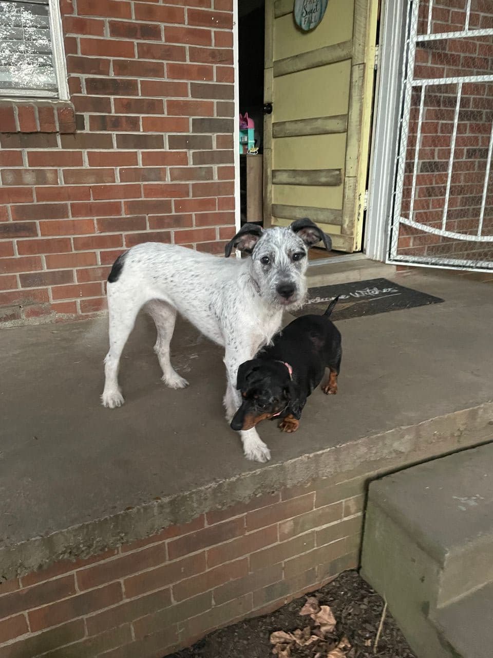 Pet travel photo 6