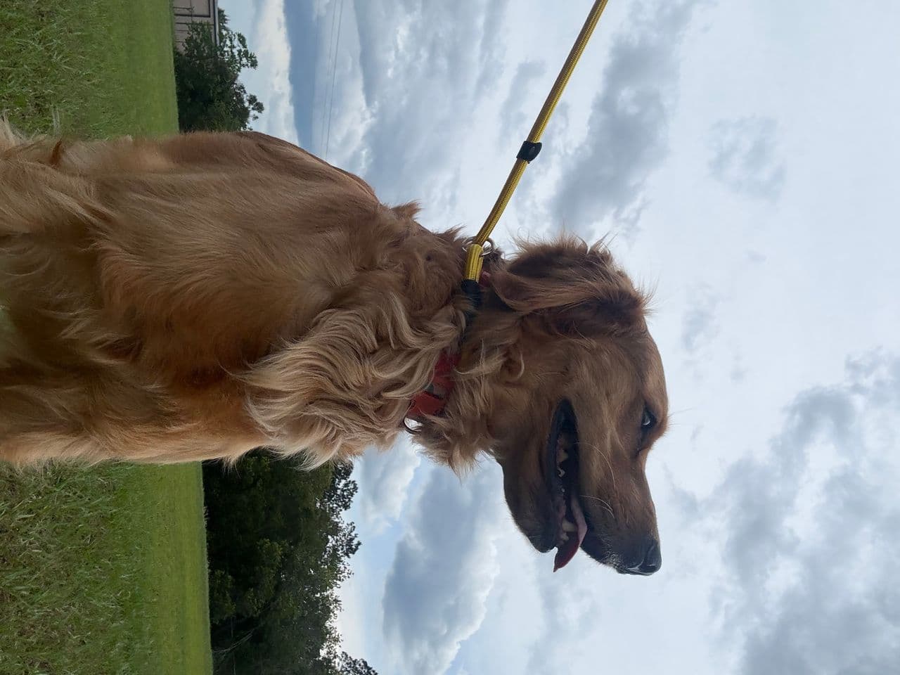 Pet travel photo 4