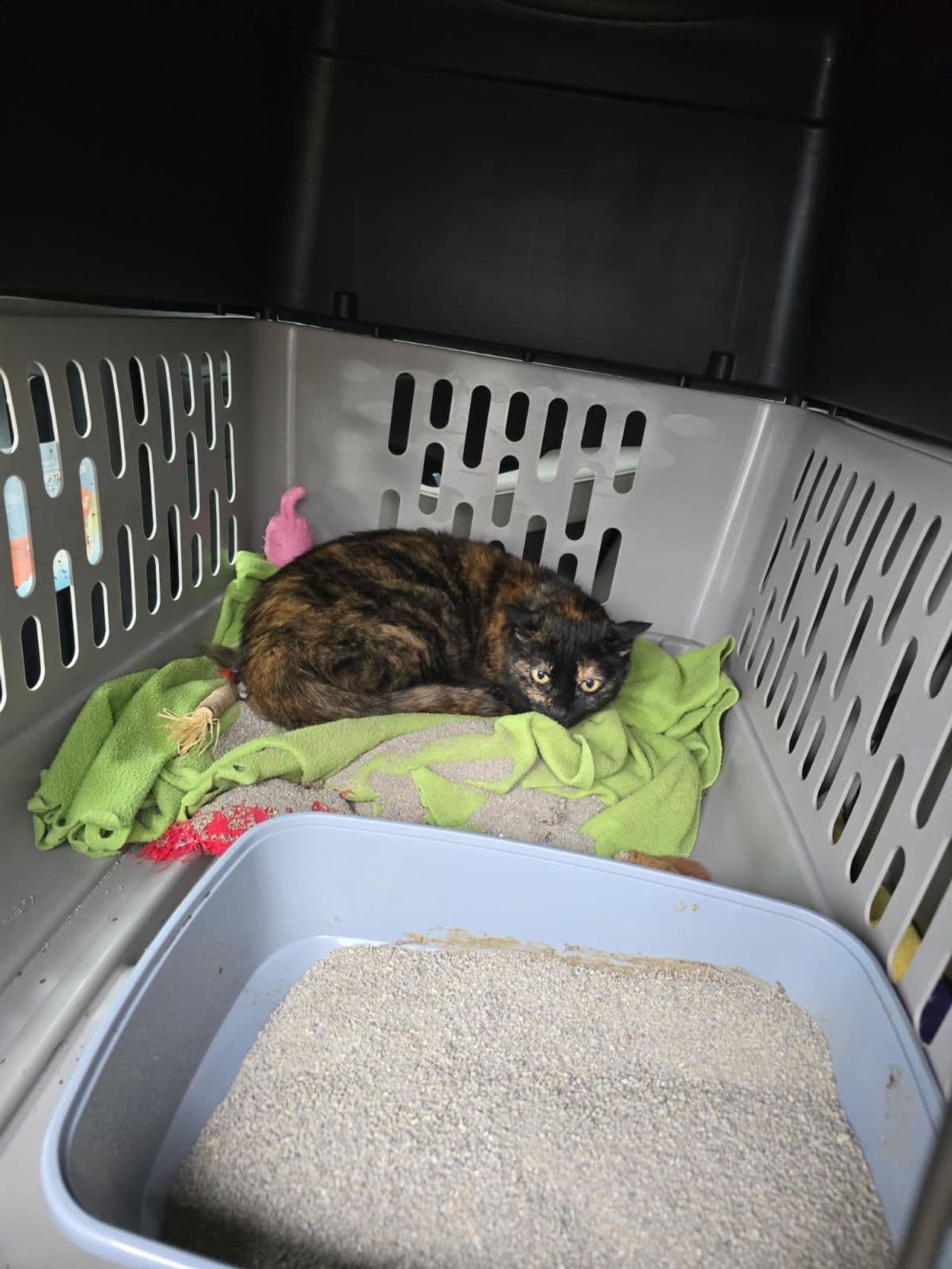 Pet travel photo 3