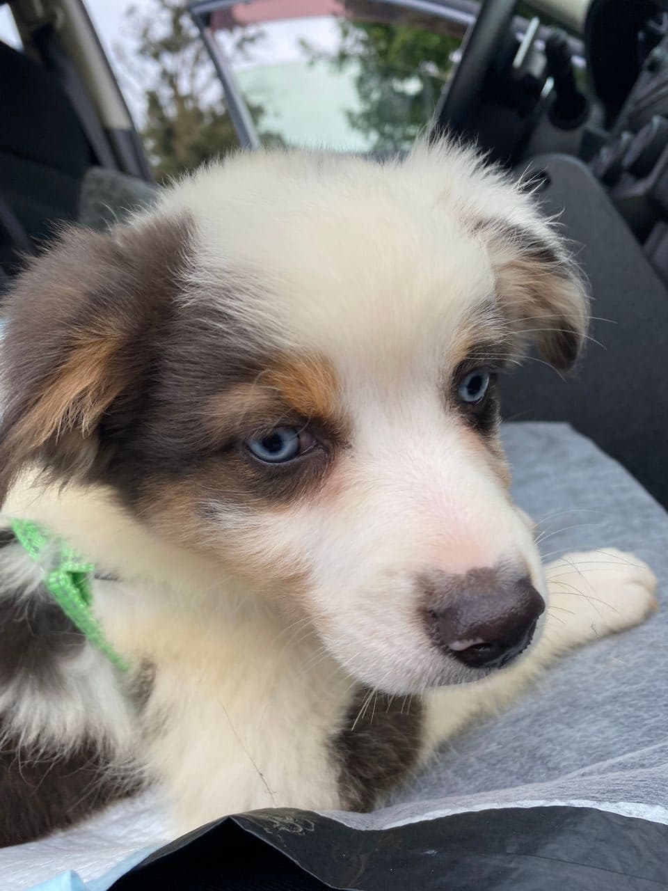 Pet travel photo 4