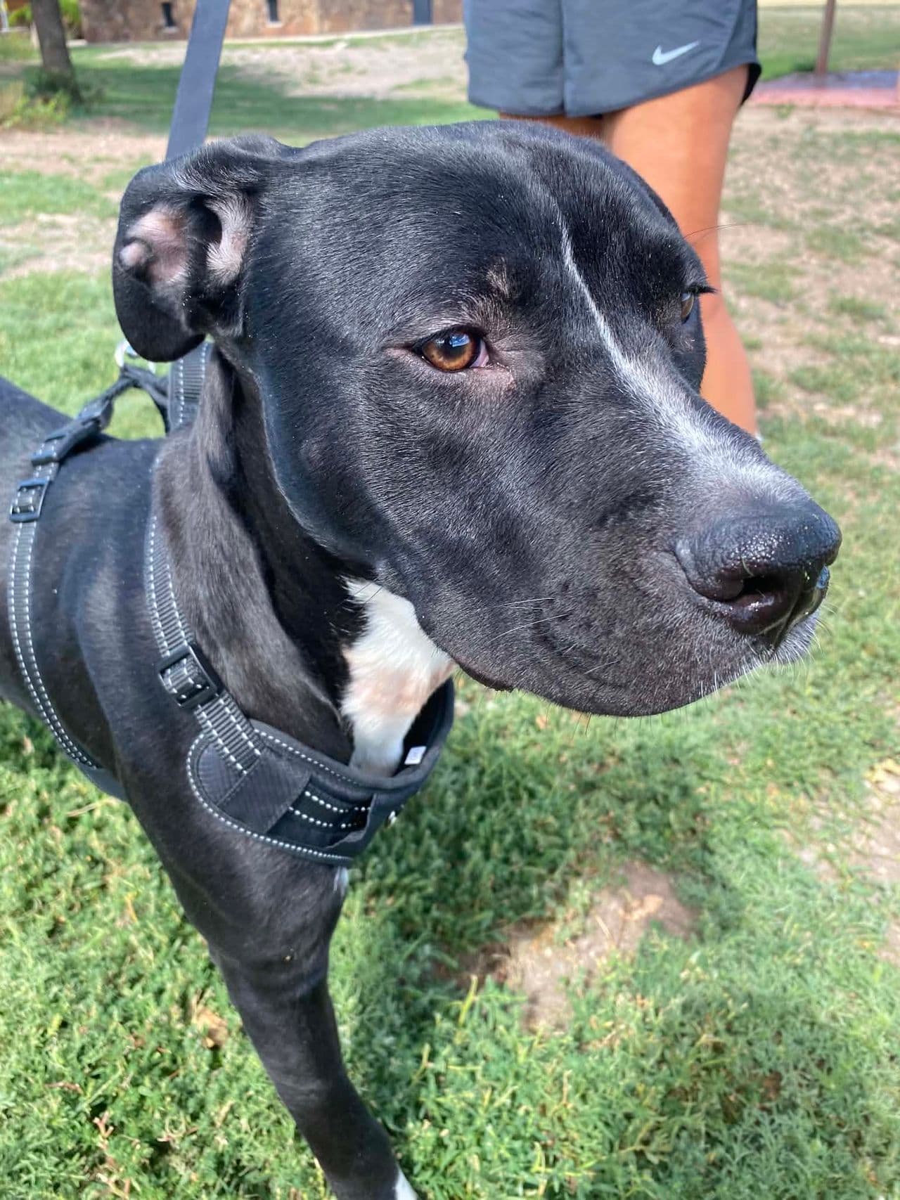 Pet travel photo 2