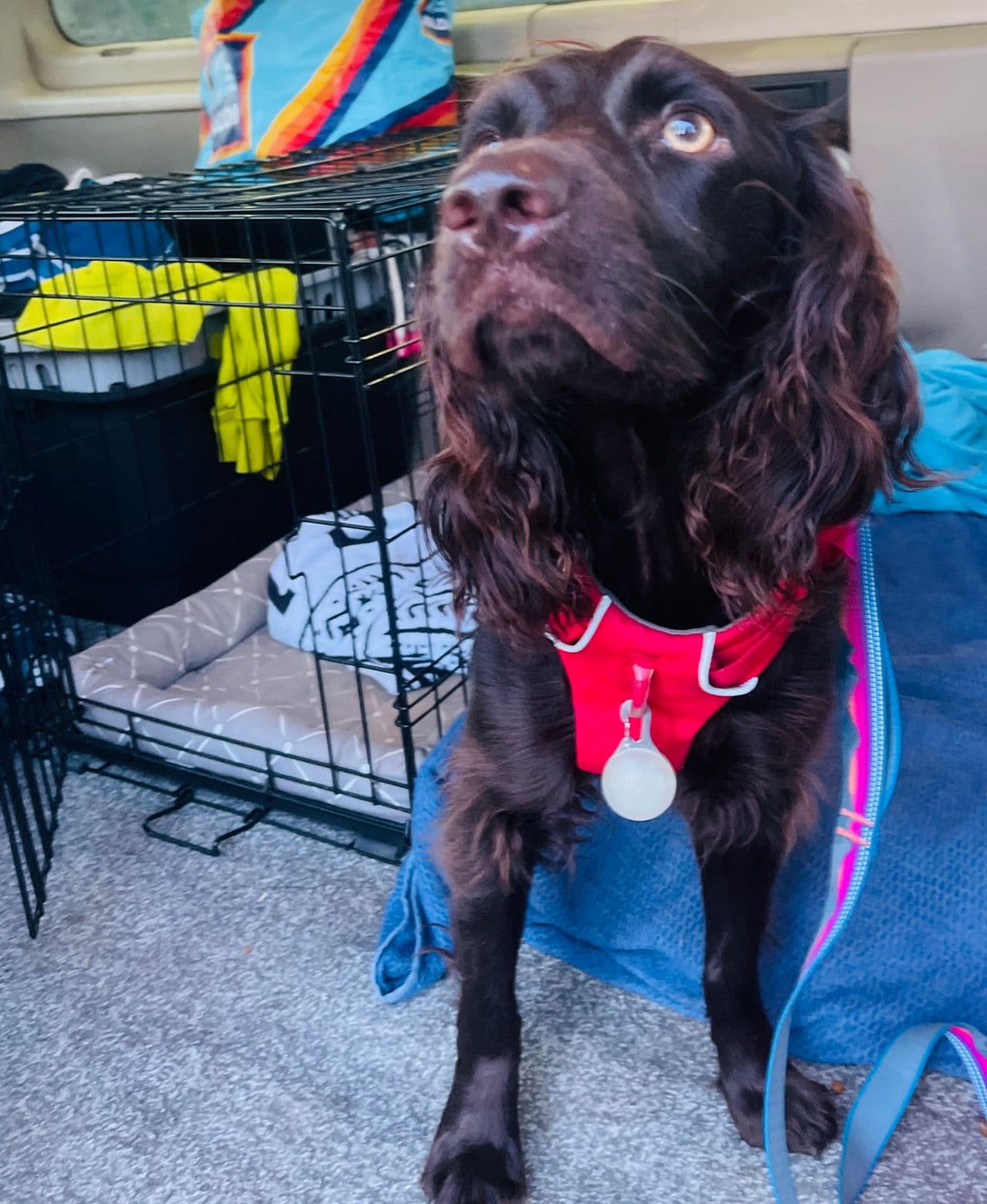 Pet travel photo 2