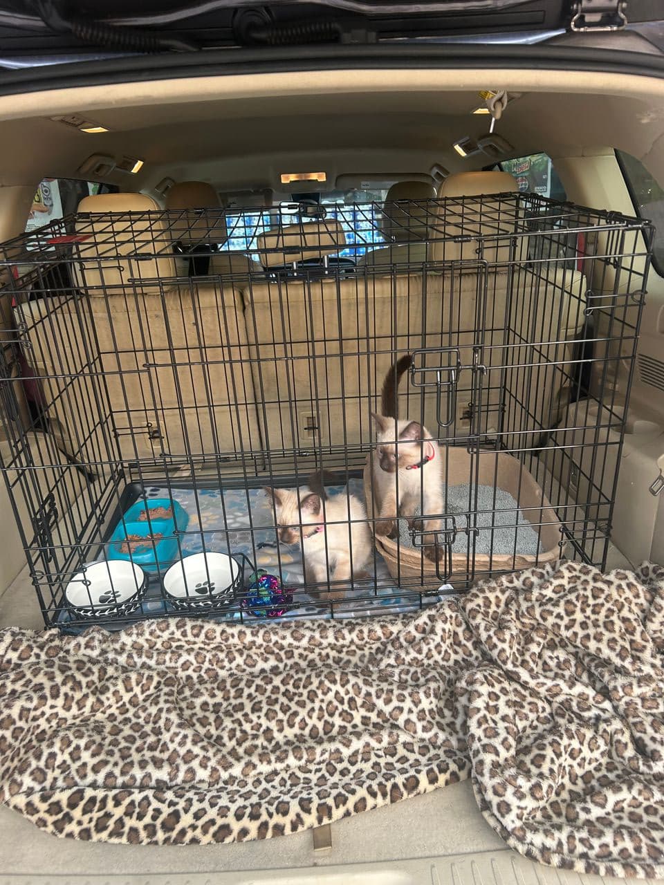 Pet travel photo 4