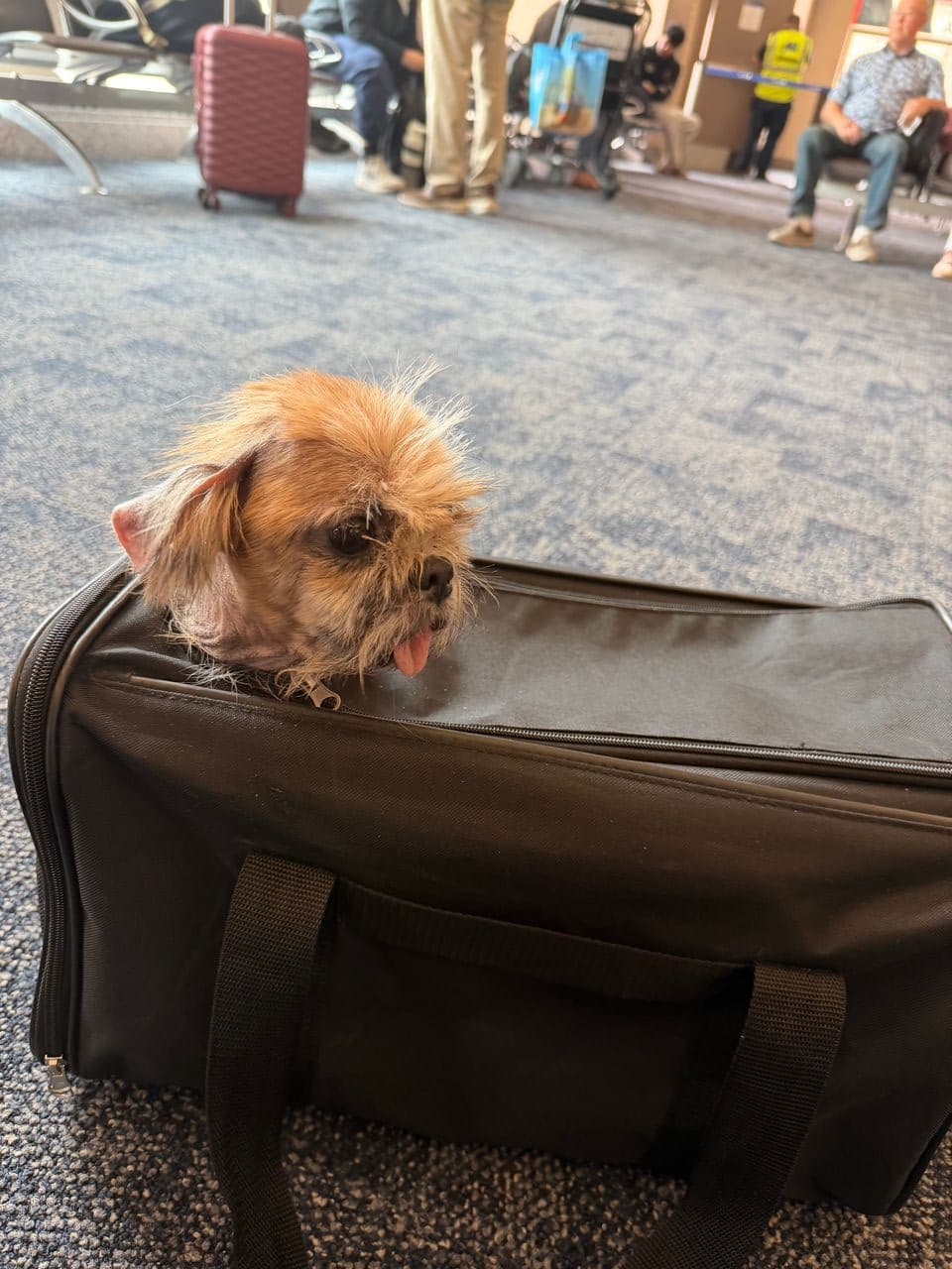 Pet travel photo 5