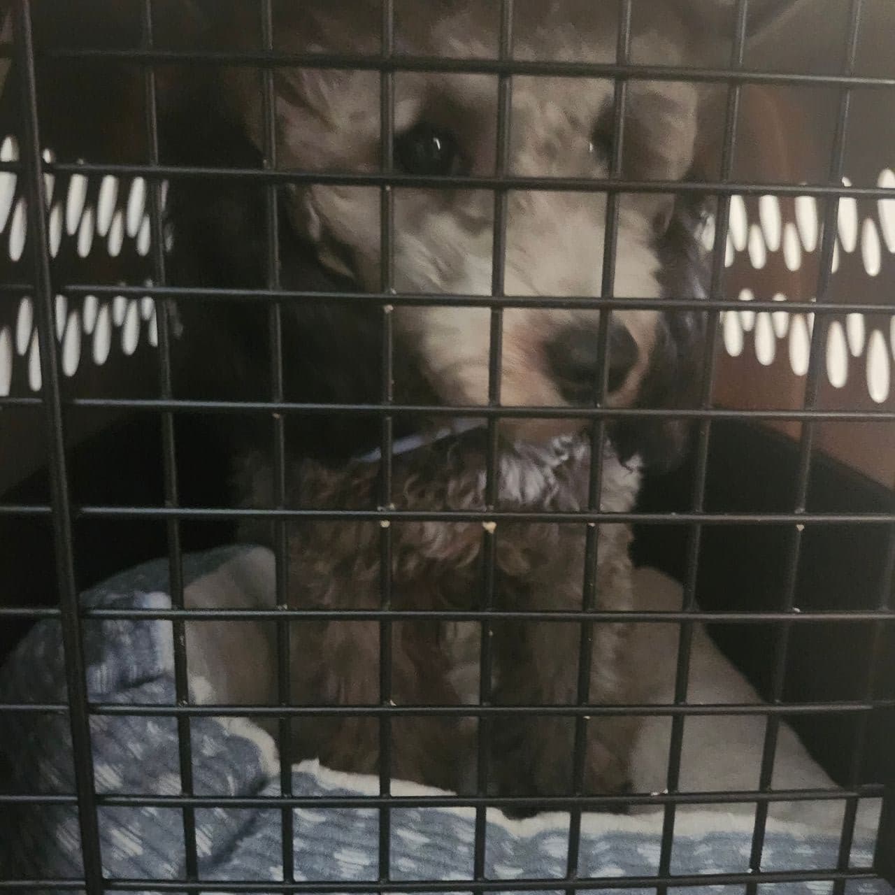 Pet travel photo 6