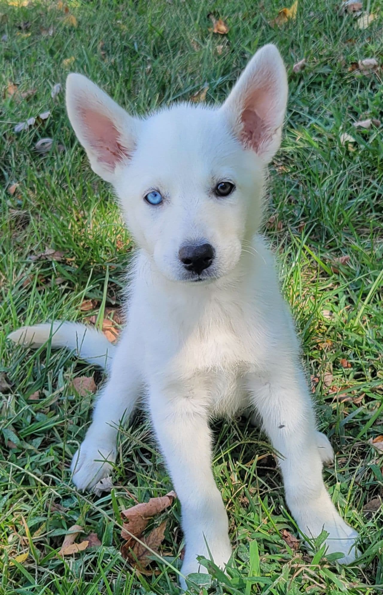 Pet travel photo 5