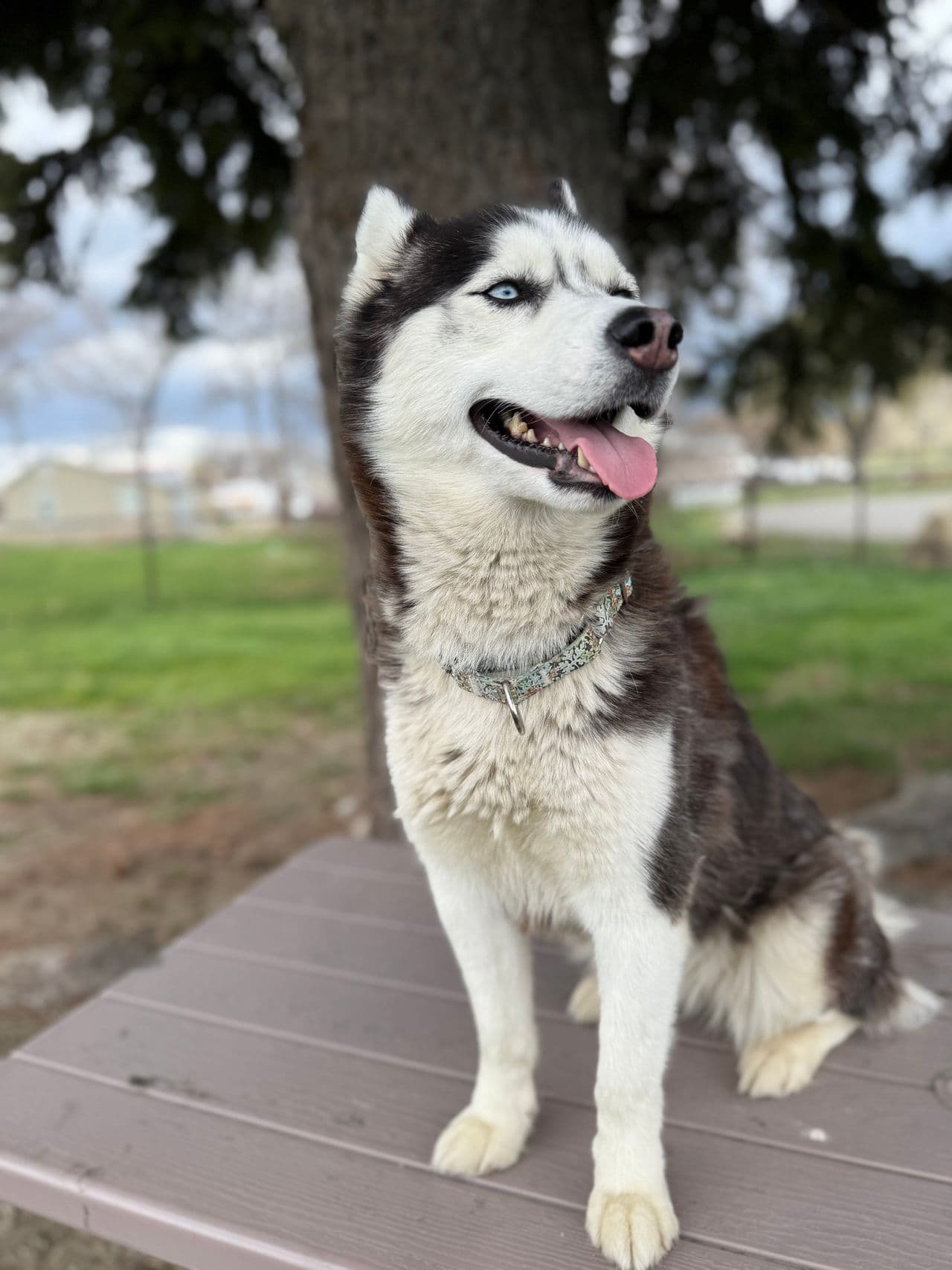Pet travel photo 4
