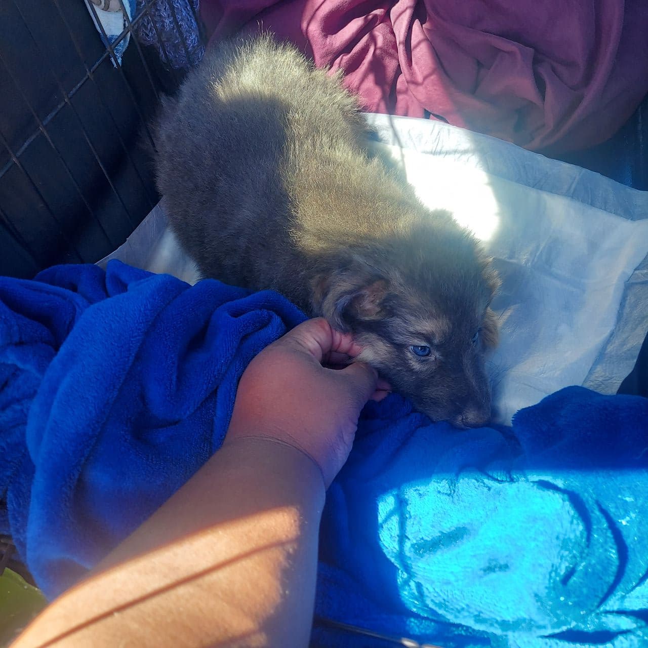 Pet travel photo 6