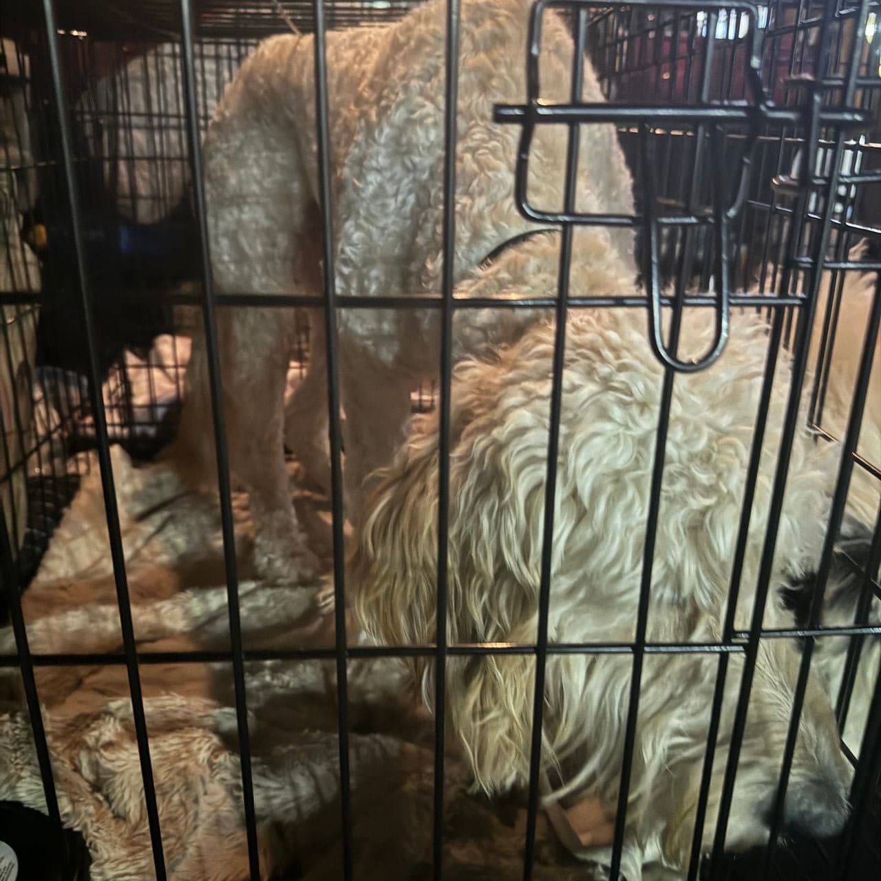 Pet travel photo 6