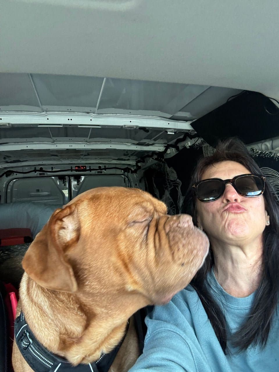 Pet travel photo 1