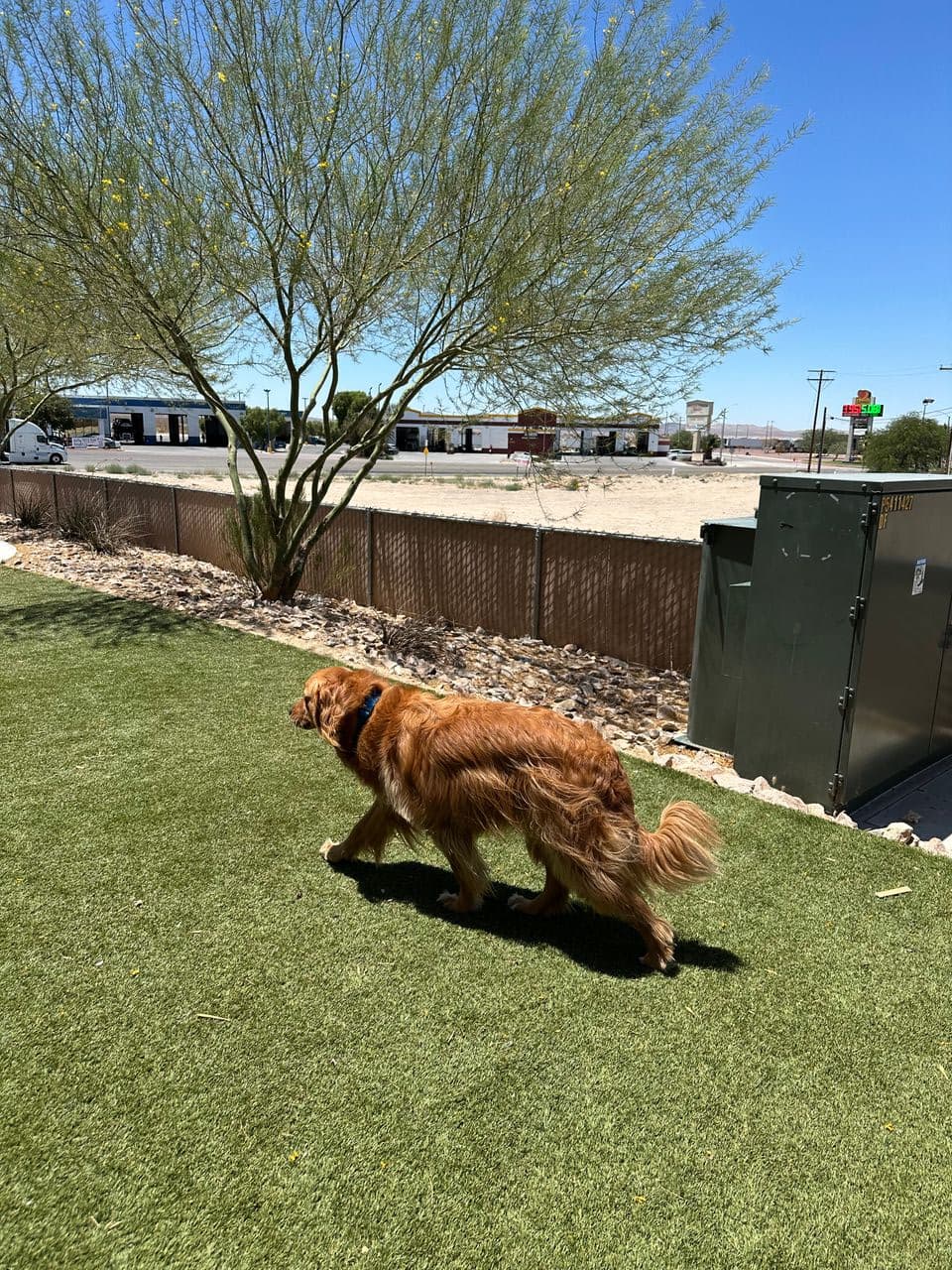 Pet travel photo 2