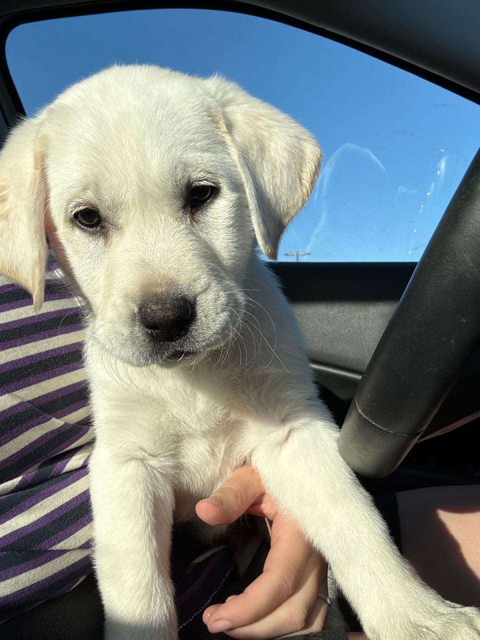 Pet travel photo 4