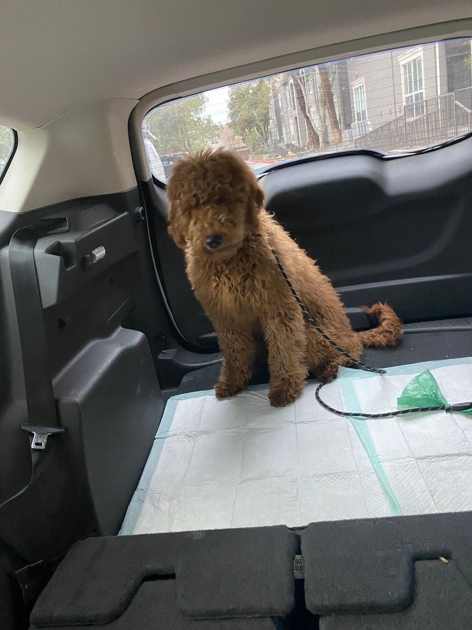 Pet travel photo 1