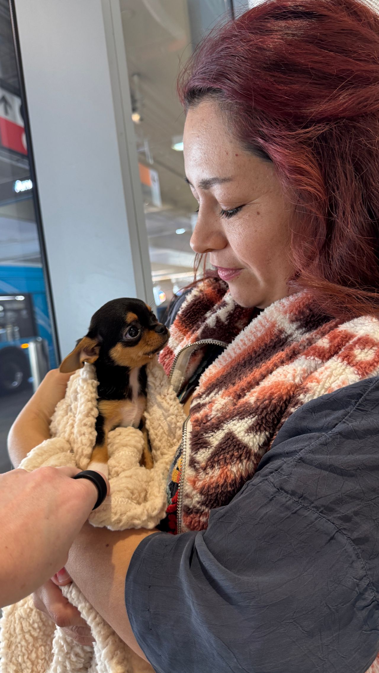Pet travel photo 1