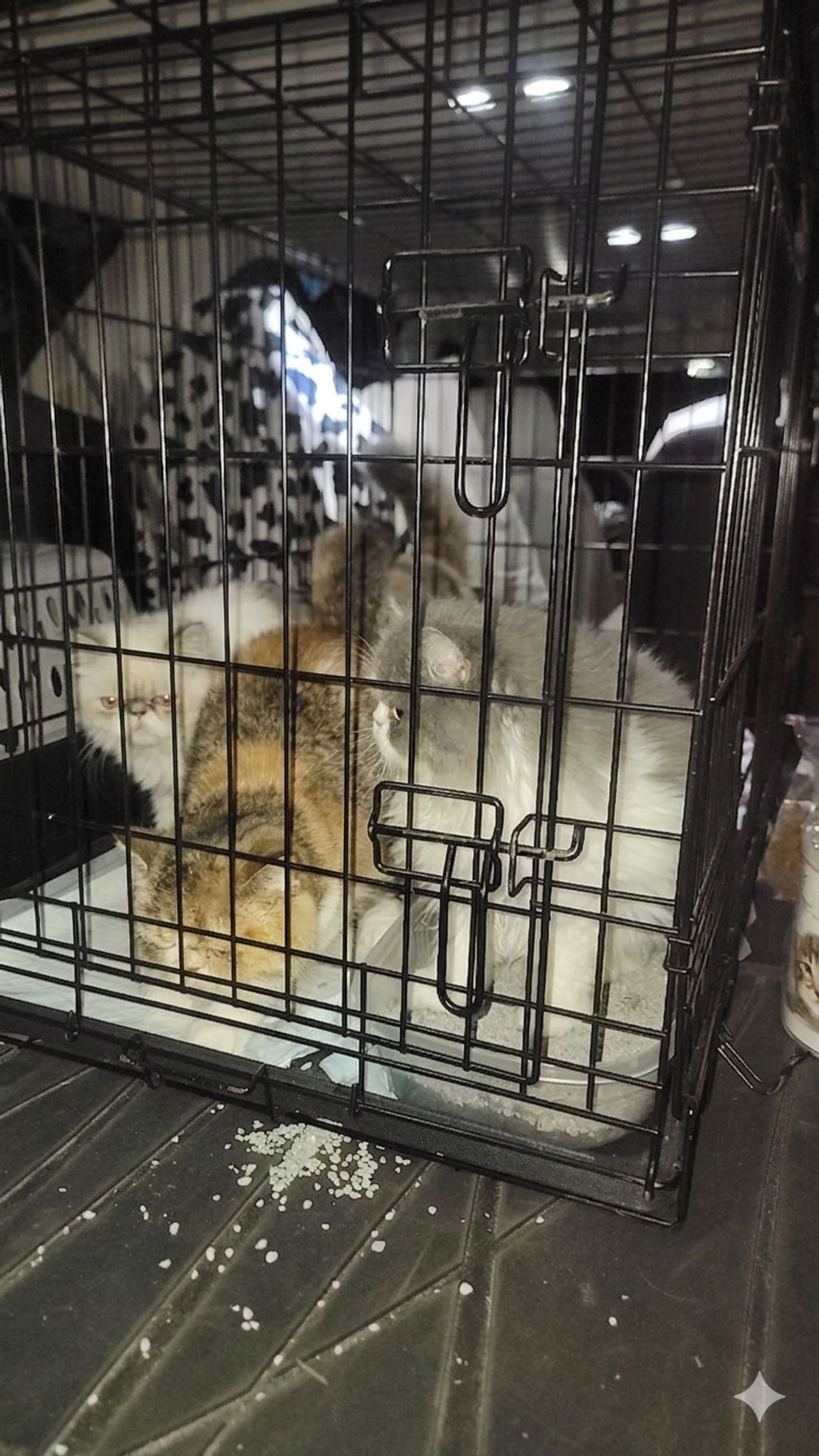 Pet travel photo 1