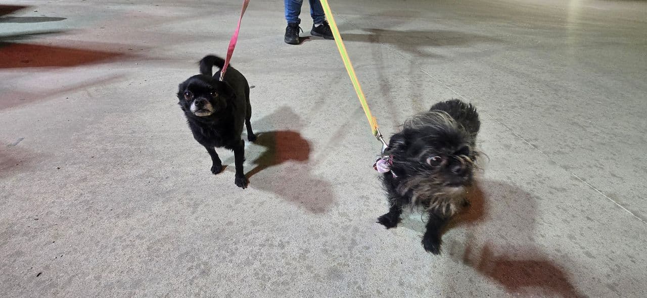 Pet travel photo 1