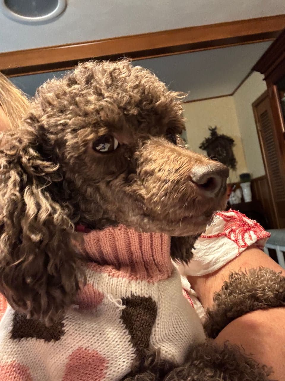 Pet travel photo 5