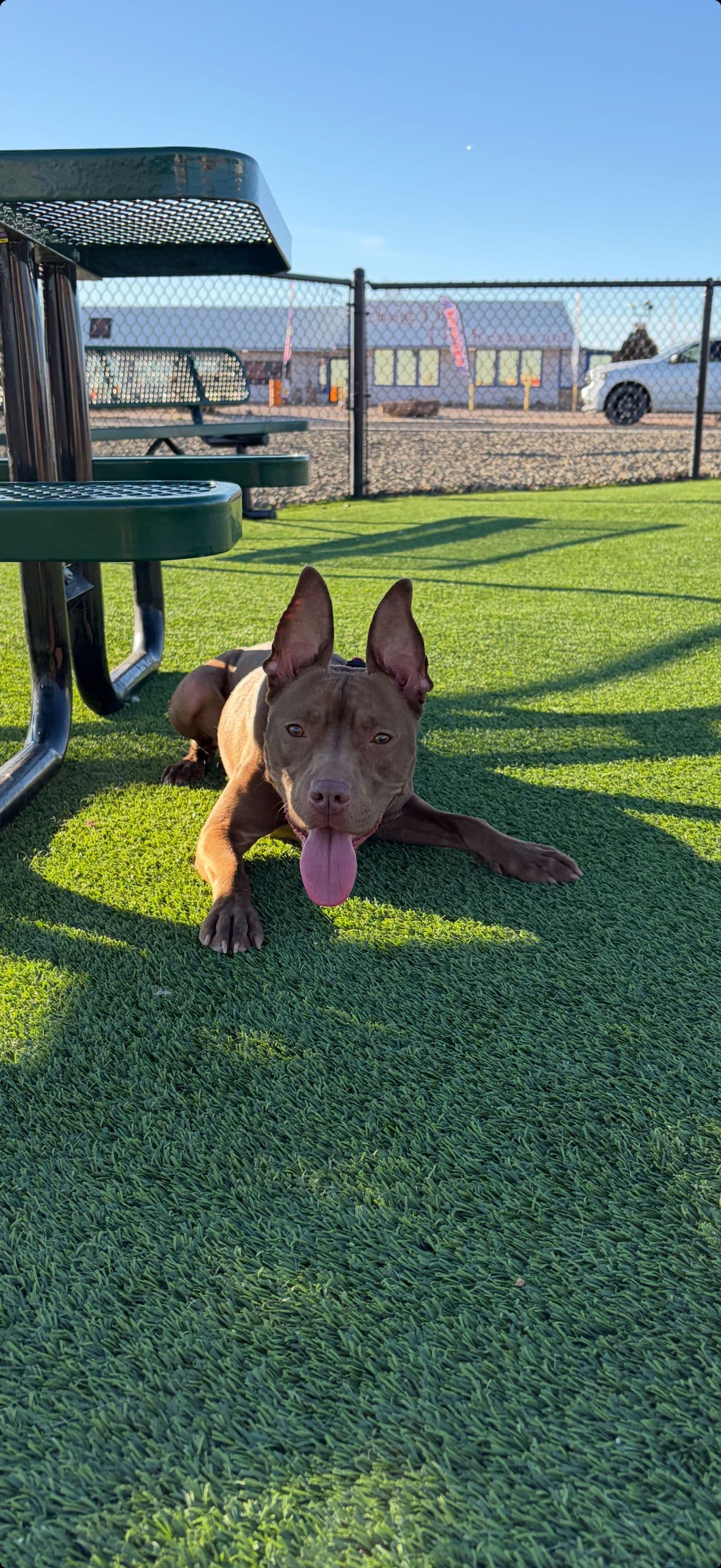 Pet travel photo 2