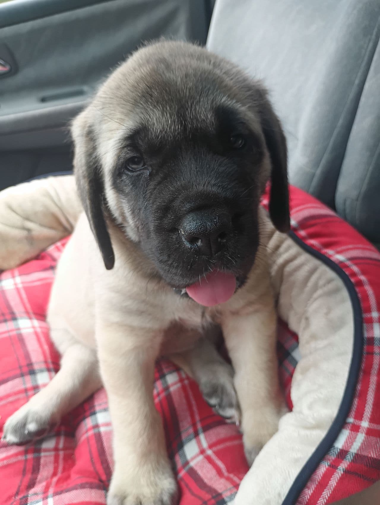Pet travel photo 4