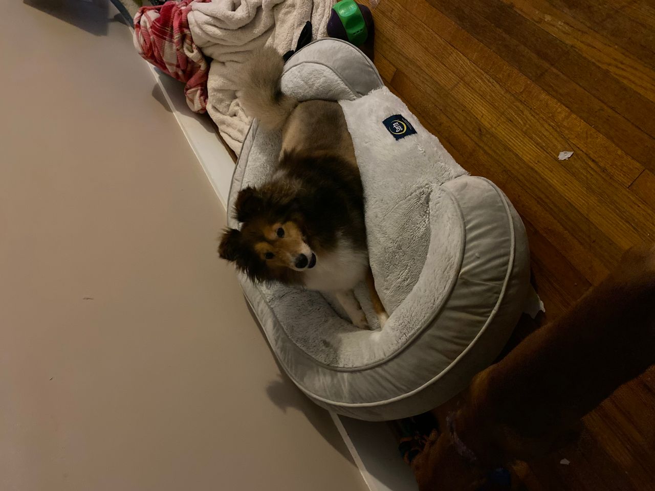 Pet travel photo 4