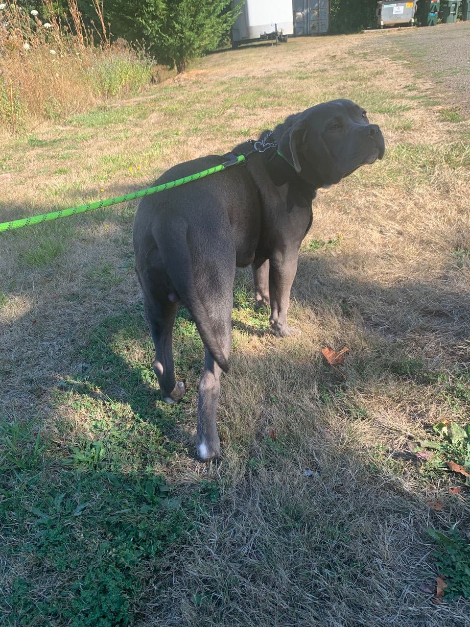 Pet travel photo 2