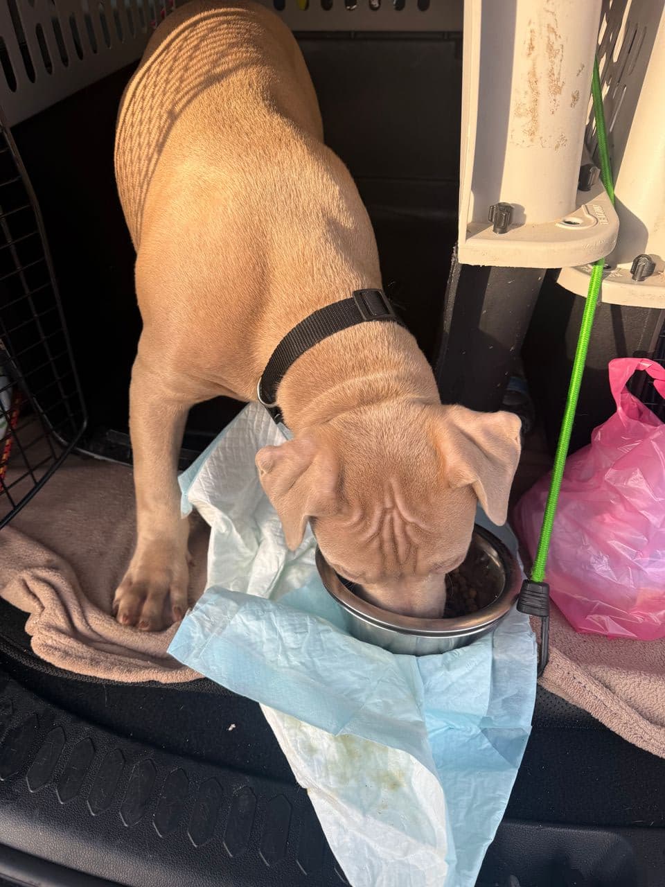 Pet travel photo 1